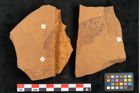 NHMW-GEO-2024-0188-10385e_Oa_01.tifPersoonia murrayi Ettingshausen (NHMW-GEO-2024-0188-10385e)
